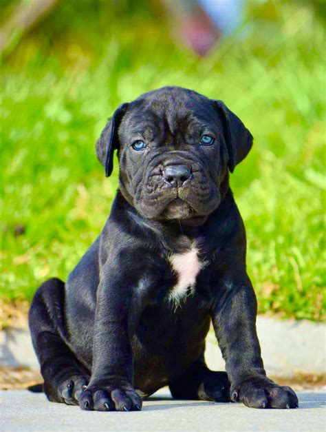 Dad is Blue Nose Pitbull. . Black cane corso puppies for sale